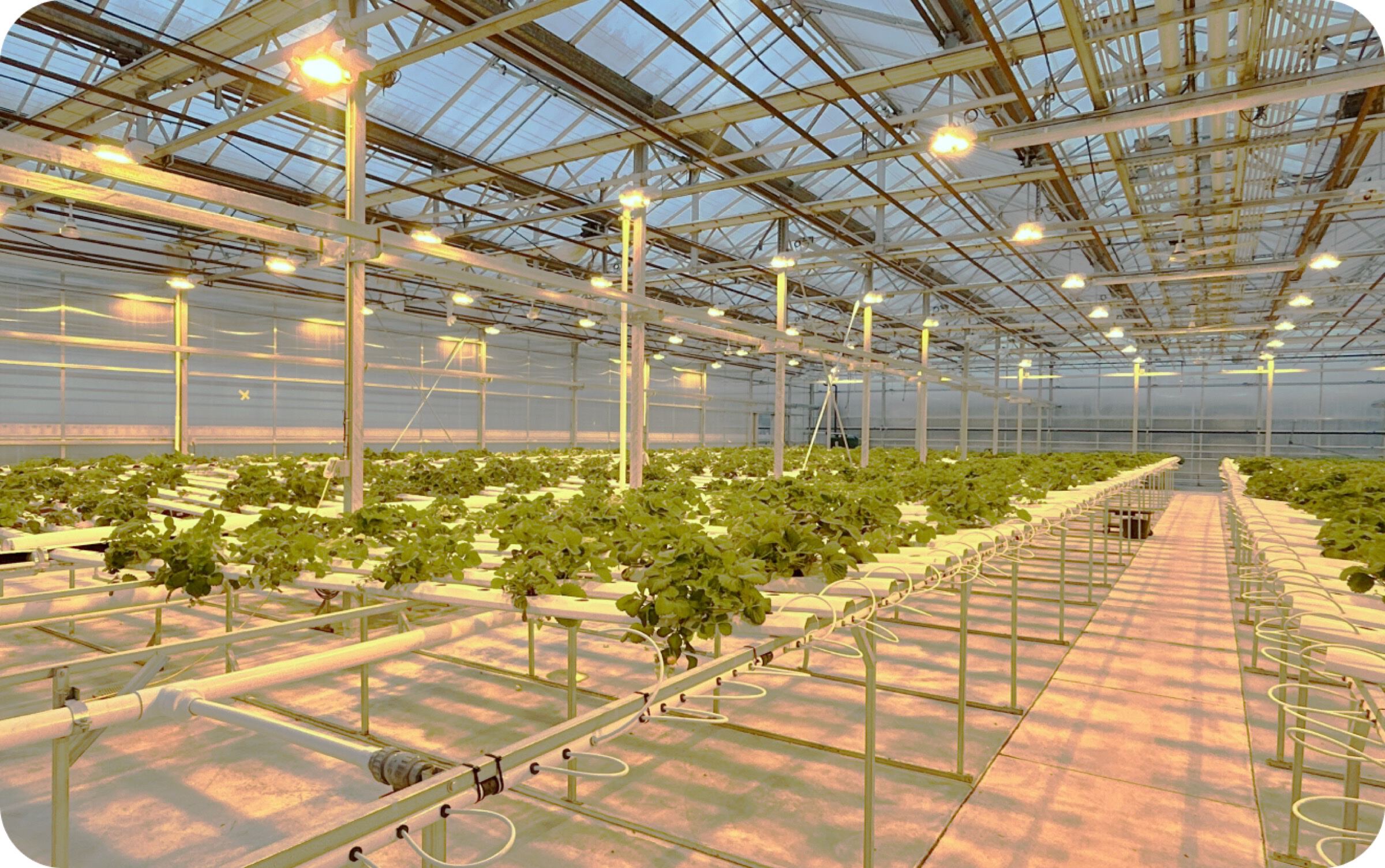 Interior of Old Souls Farms commercial greenhouse with overhead grow lights, raised hydroponic plant beds, and irrigation systems