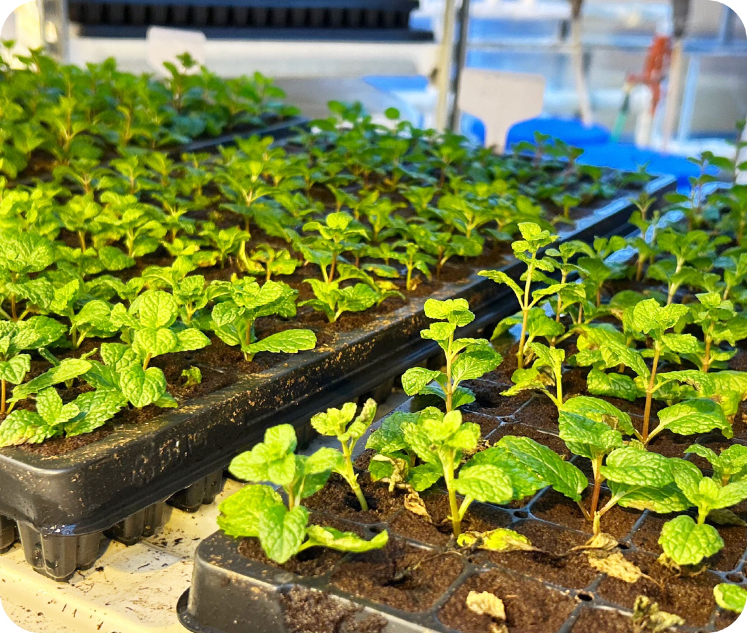 Young herb seedlings growing in propagation trays under bright greenhouse lighting at Old Souls Farms